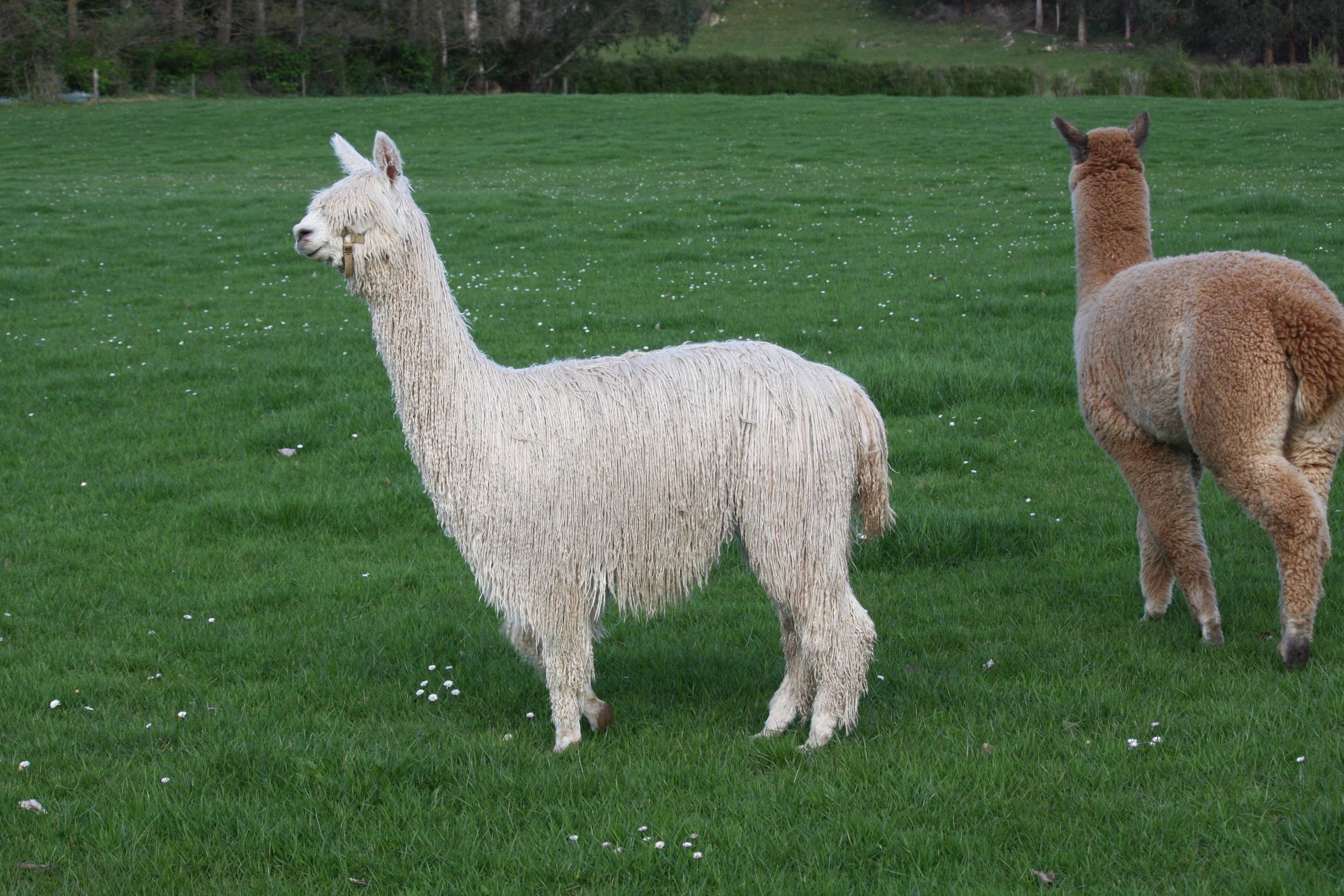 Golden Sand in green grass.jpg