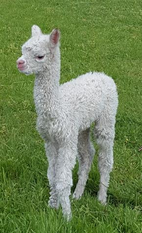 Absolute Cria