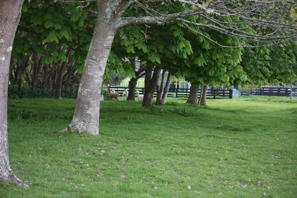 Farm Birthing Paddock