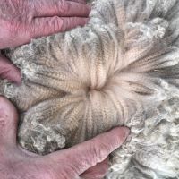 Fleece sample